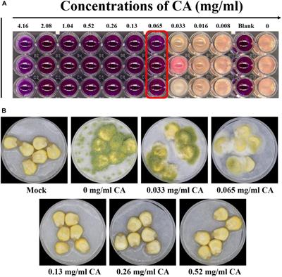 Cinnamaldehyde, a Promising Natural Preservative Against Aspergillus flavus